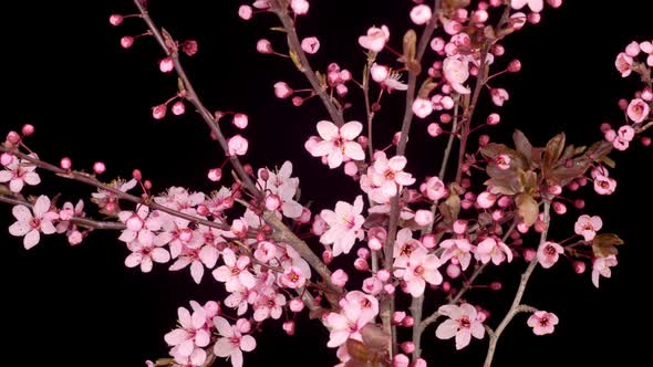 Pink Flowers Blossoms on the Branches Cherry Tree