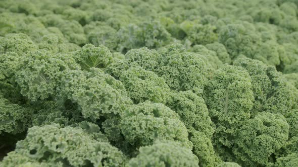 Fresh Kale Grows In Field