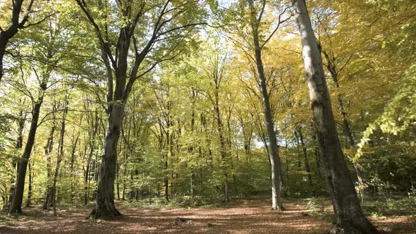 Autumn forest with bright orange and yellow leaves. Dense woods in sunny fall weather.