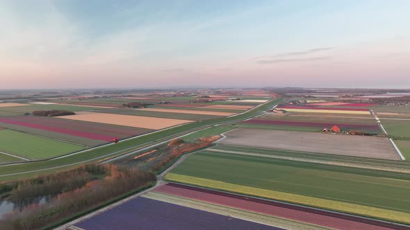 Tulip fields in The Netherlands 6 - North-Holland spring season sunrise - Stabilized droneview in 4k