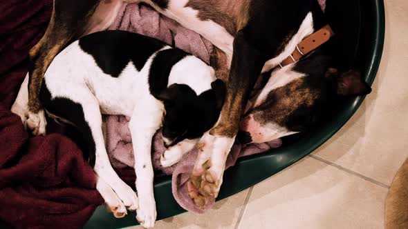 Two adorable dogs sharing a basket for a nap; overhead close-up