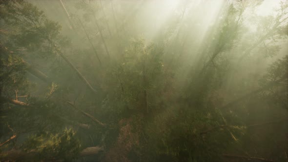 Drone Breaking Through the Fog To Show Redwood and Pine Tree