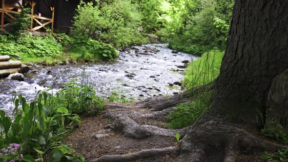 Mountain River Flowing Over the Rocks Between the Trees in Dense Forest