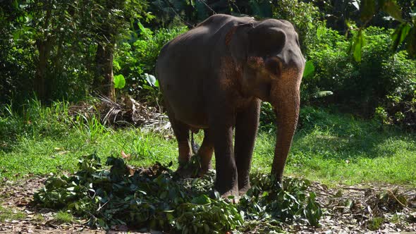 Young Elephant Eats Branches with Leaves in the Park