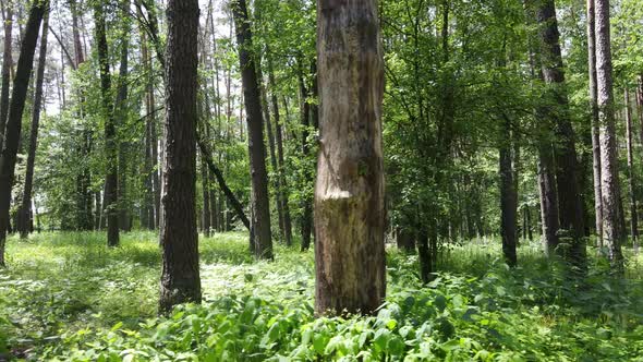 Beautiful Green Forest on a Summer Day Slow Motion