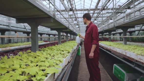 The Gardener in the Greenhouse Watering the Seedlings