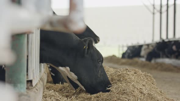 Dairy cows eating hay in a large stable on a dairy farm