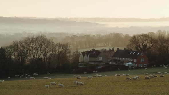 Flock of sheep in a green field, rural countryside farm in farmland on a misty sunrise with beautifu