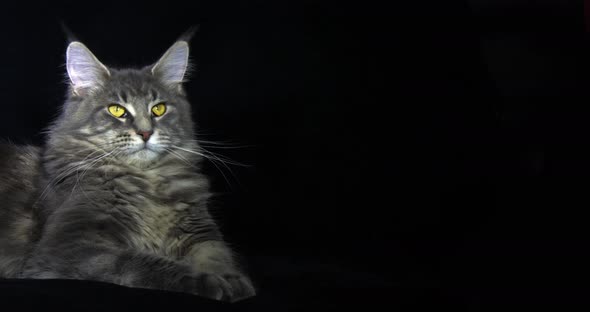 Blue Blotched Tabby Maine Coon Domestic Cat, Female laying against Black Background