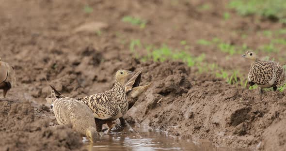 Flock of Chestnut Bellied Sandgrouse birds thirsty and drinking from a very small waterhole in middl