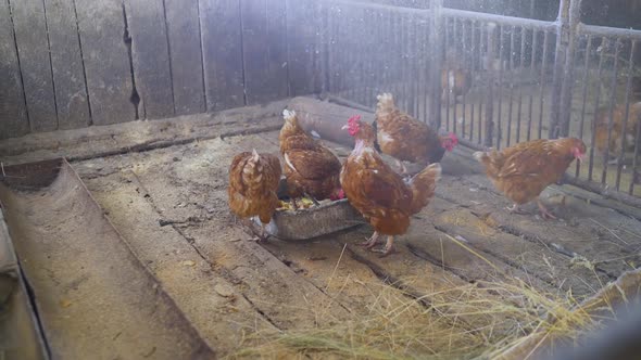 Chicken in the Chicken Coop Chicken on the Farm