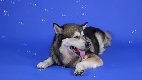 Front View of the Alaskan Malamute Lying in the Studio on a Blue Background