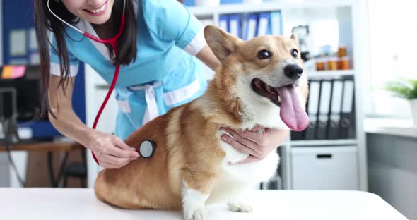 Veterinarian Examines Dog on Table in Veterinary Clinic Listens to Heartbeat with Stethoscope