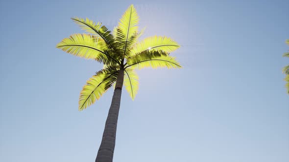 Sunny Alley Beautiful with Blue Palm Trees