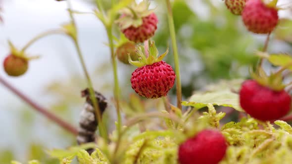 Berry of Ripe Strawberries