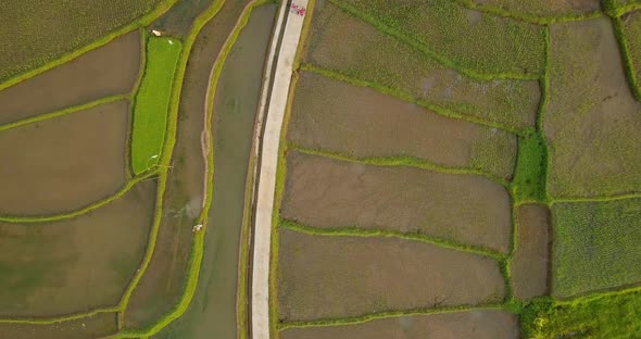 Aerial view of terraced rice fields in Magelang, Indonesia. overhead drone shoot of tropical rice fi