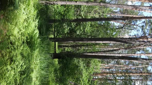 Vertical Video of Forest Landscape in Summer Slow Motion