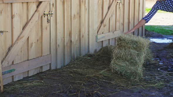 Young Girl with a Bundle of Hay in the Ranch During the Daytime  Horse Feeds