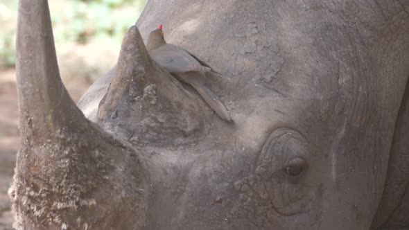 Yellow-billed oxpecker resting on the head of a Rhino