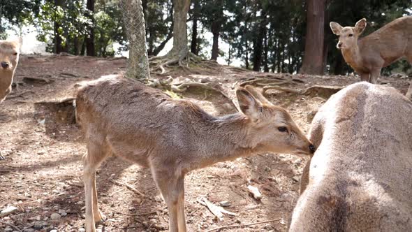 Close Up of Wild Deers in Nara Japan