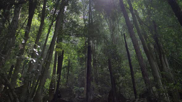Sun Light Rays Through Trees In Australian Forest