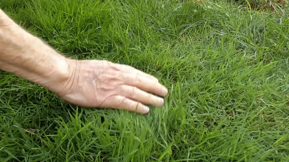 An old man's hand strokes the green grass.