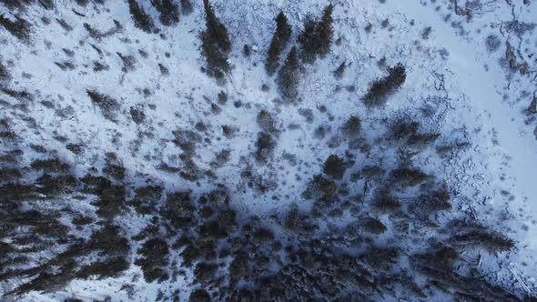 Pine tree forest and road in snow from above