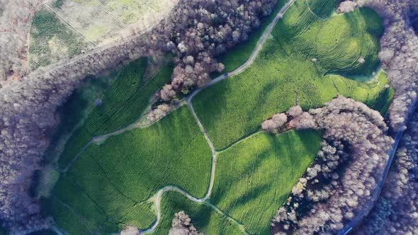 Top View on Green Tea Plantation in Autumn