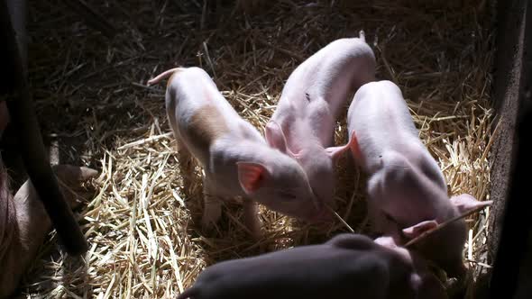 Pigs on Livestock Farm, Pigs Farm, Livestock Farm. Modern Agricultural Pigs Farm