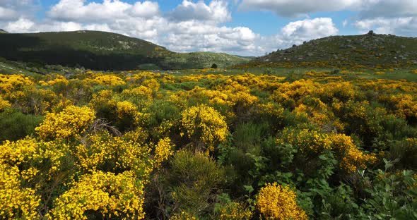 The national park of Cevennes, col de niel, Mont Lozere, France