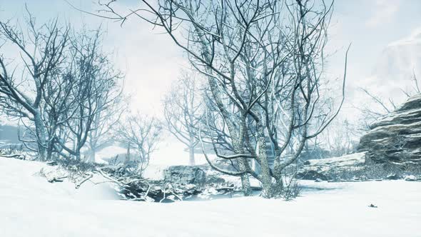 Winter Deciduous Forest on a Foggy Morning