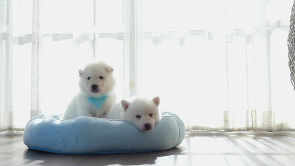 Two Of Siberian Husky Puppies On Pet Bed Under Sunlight Slow Motion 
