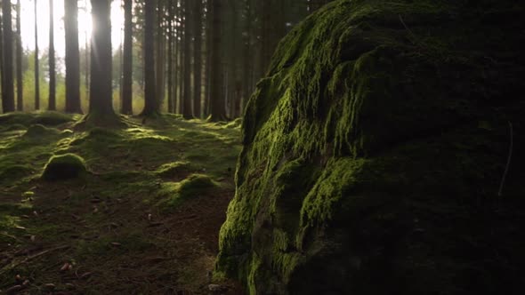 a green rock in a moody magical pine forest