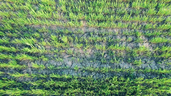 Aerial View of a Field with Green Plants.