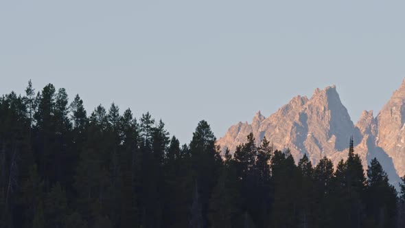 Panning view looking past pine tree forest towards the Grand Tetons