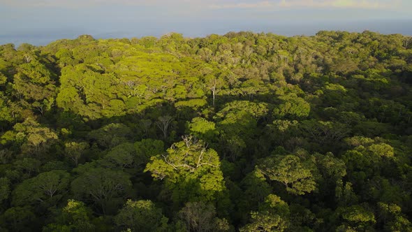 Ascending camera view in a tropical forest in the Osa Peninsula, Costa Rica