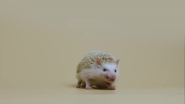 African Whitebellied Hedgehog Chews Food in the Studio on White Background