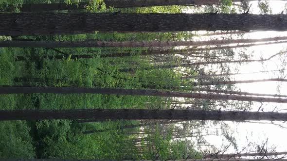 Vertical Video of a Forest with Pine Trees