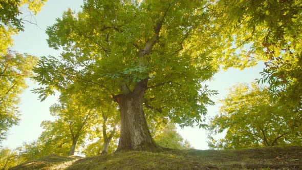 Bright Sunlight Peeps Between High Chestnut Trees in Park