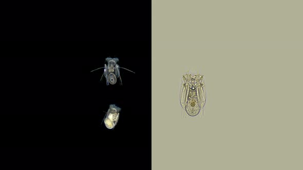 Rotifera Polyarthra Sp. Under a Microscope, Family Synchaetidae, Order Ploima