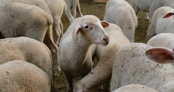 Sheeps on a Flock Farm