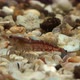 Concept 2-A1 View of Cherry Shrimp in Aquarium - VideoHive Item for Sale