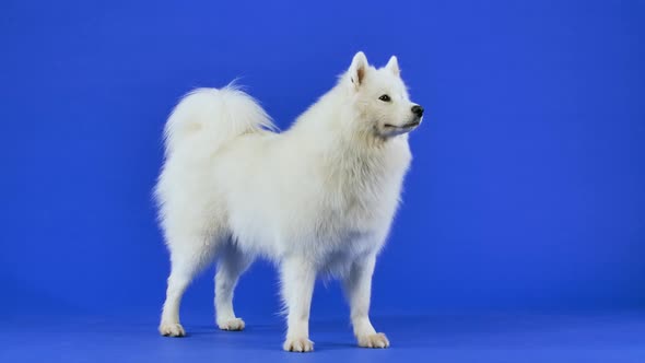 The Samoyed Spitz Stands in Full Growth Catches Treats Dog Food and Eats It on the Fly