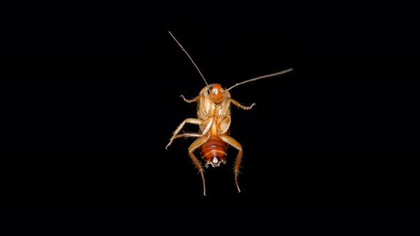 Cockroach Shelfordella Lateralis or Turkestan Cockroach, Family Blattidae.