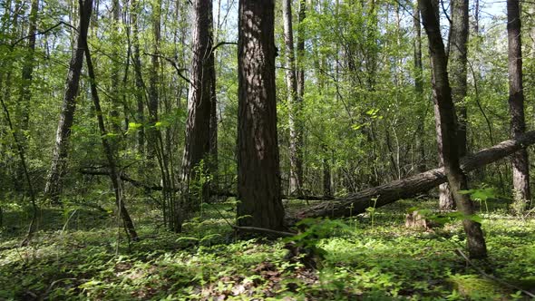 Green Forest During the Day Aerial View