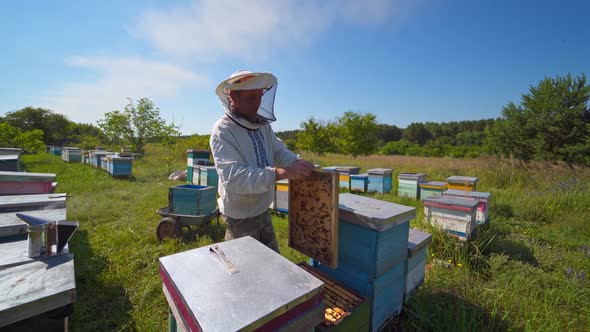 Organic farm with beehives