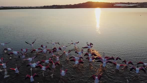 slowmotion video of Pink Flamingos taking flight from a lake in Vendicari Natural reserve, Sicily, I