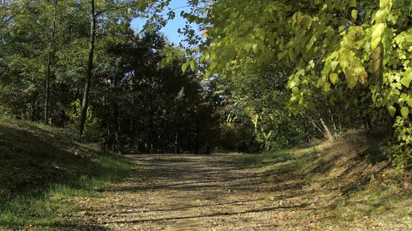 Walking in a Path in the Forest