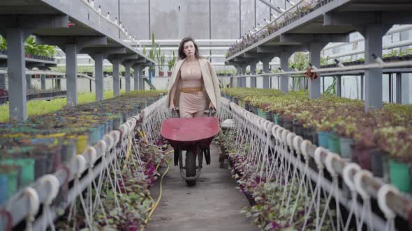 Beautiful Caucasian Brunette Woman in Elegant Beige Dress and Jacket Pulling Cart in Greenhouse