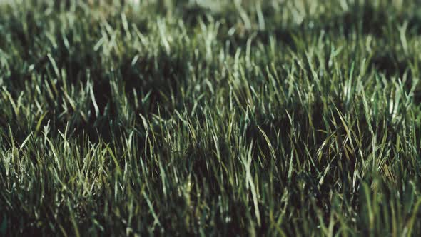 Close Up of Fresh Thick Grass in the Early Morning